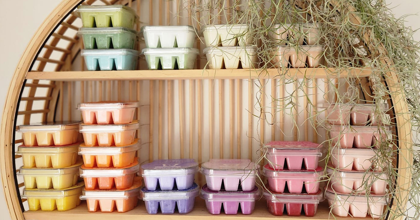 A curved wooden shelf displays neatly stacked Scentsy wax bars arranged by color, from yellows and oranges to greens, blues, purples, and pinks. Soft natural light and trailing greenery create a warm, cozy atmosphere.