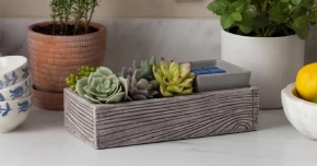 Suc-cute-lent Warmer