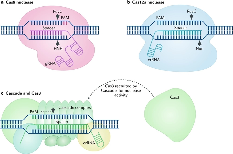 Crispr Cas9 Nickase