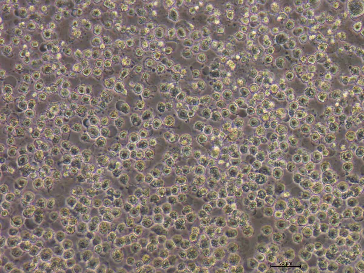 Everything You Need To Know About A549 Cells