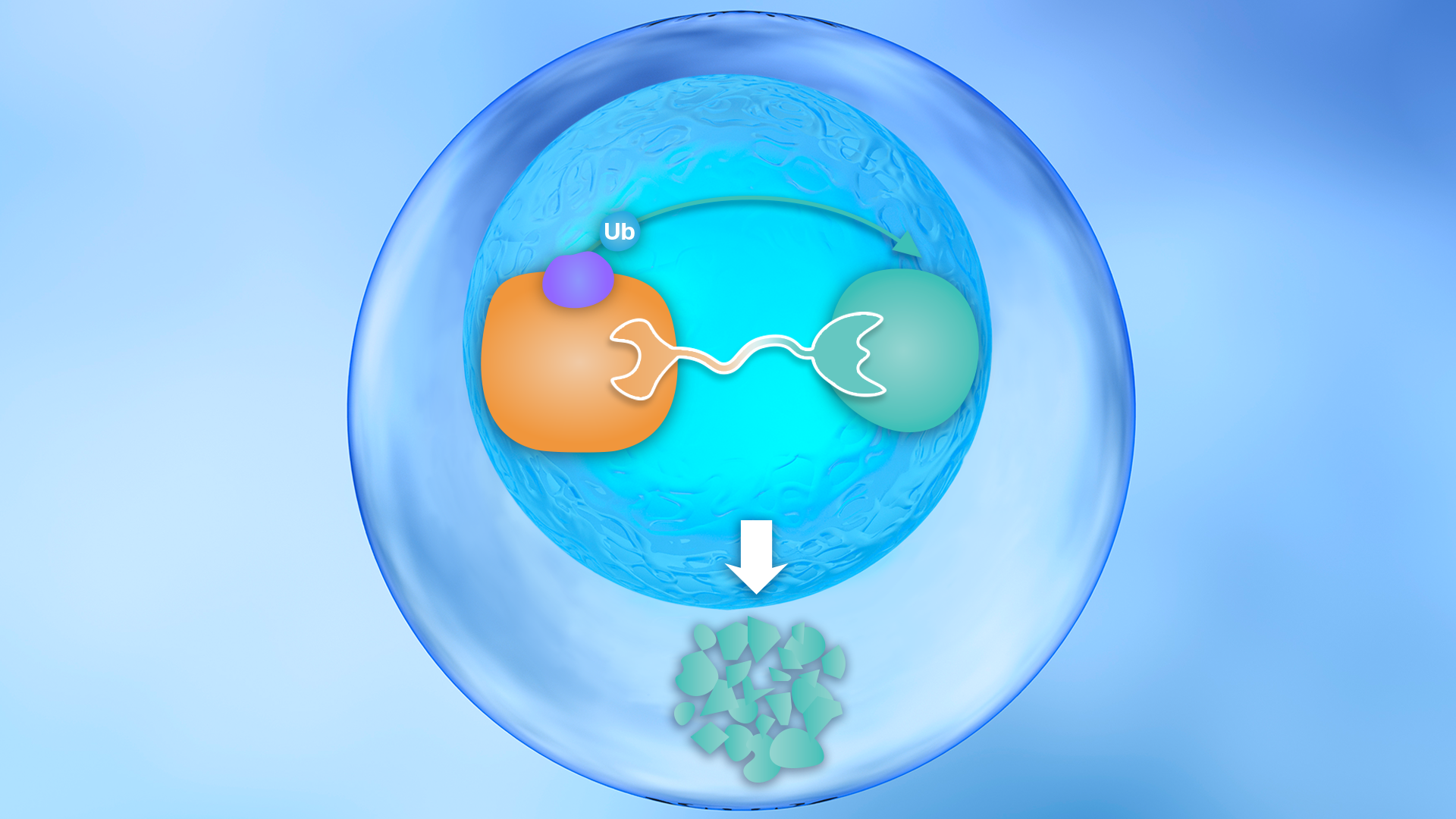 PROTACs That Degrade Nuclear Proteins Via A Novel E3 Ligase