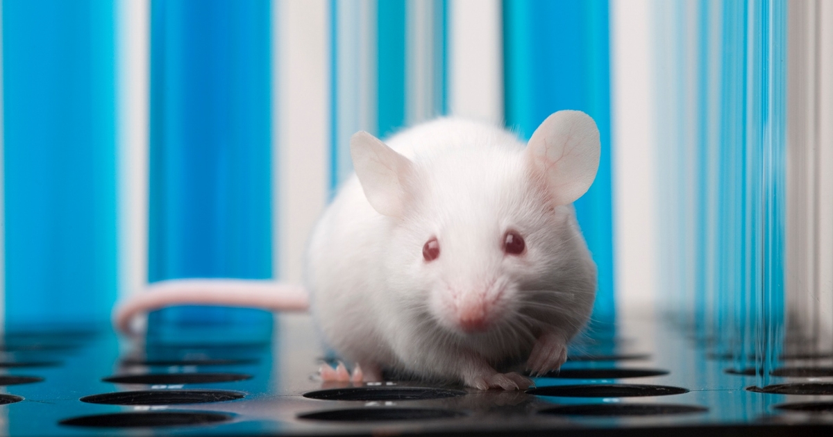 Зрение мыши. Белый мышонок. Лабораторные мыши. Лабораторные животные. Белые лабораторные мышки.