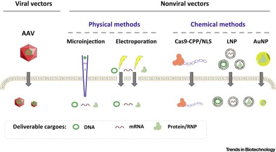Delivery of CRISPR-Cas9: Cargo, Vehicles, Challenges, and More