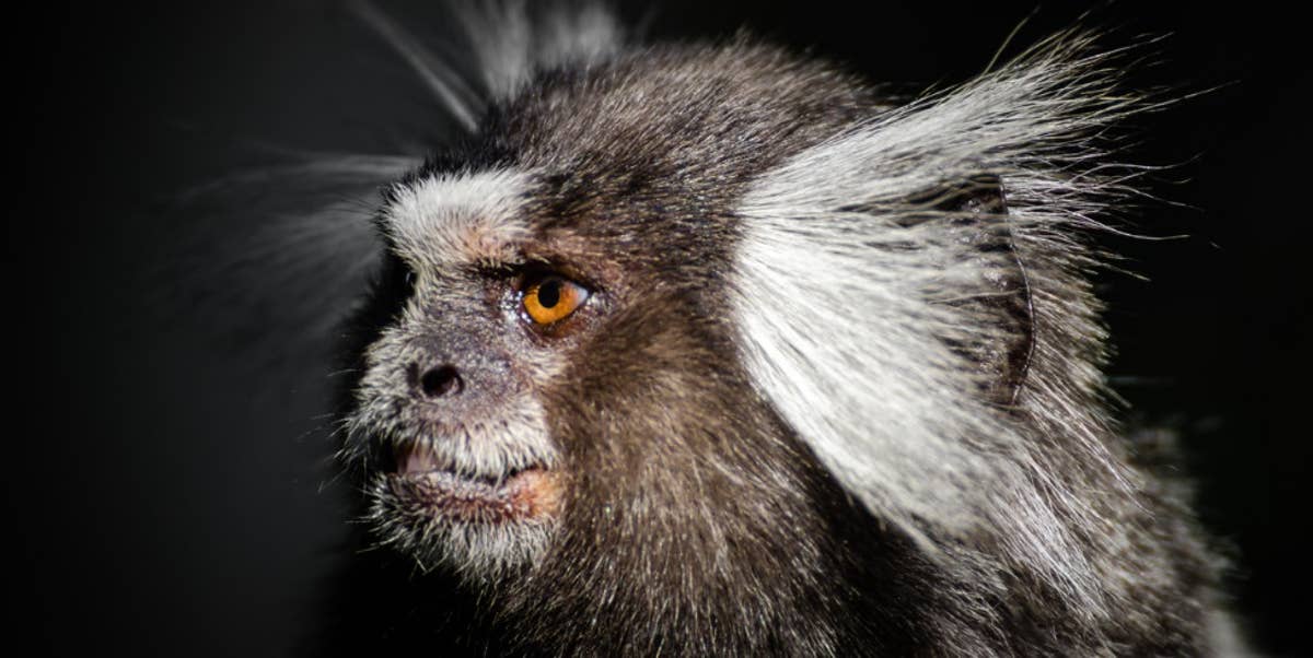 CRISPR Used in Monkeys to Model Rett Syndrome & More CRISPR News