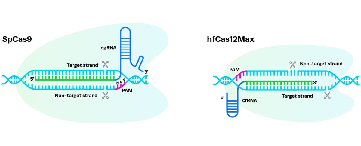 Spcas9 R Loop SpCas9 Nuclease For Gene Editing