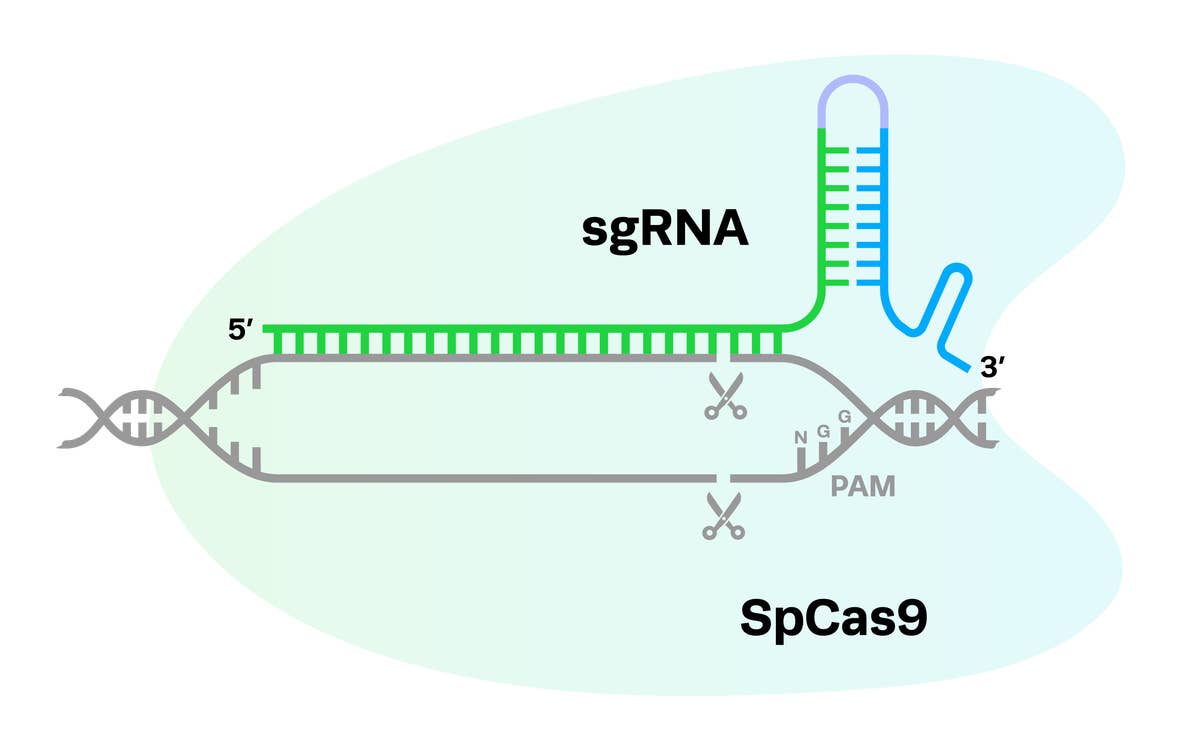 gRNa Chem Mod SpCas9 without base chemical structure.png