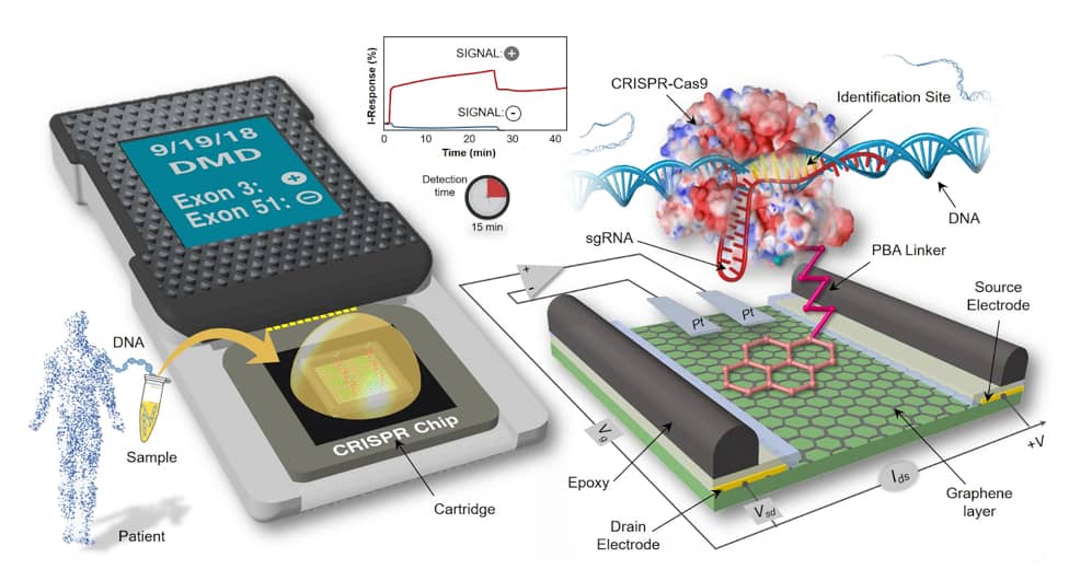 Crispr Computer CRISPR-Chip: A New Biosensor for Electronic Detection of Target Genes