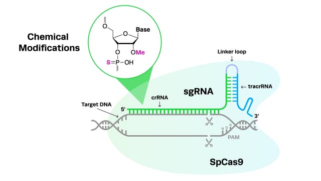 Sgrna Modification How to Design CRISPR Guide RNAs For Highest Editing Efficiencies