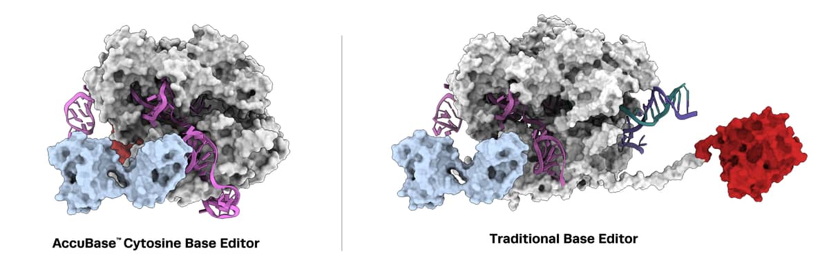 AccuBase™ Cytosine Base Editor