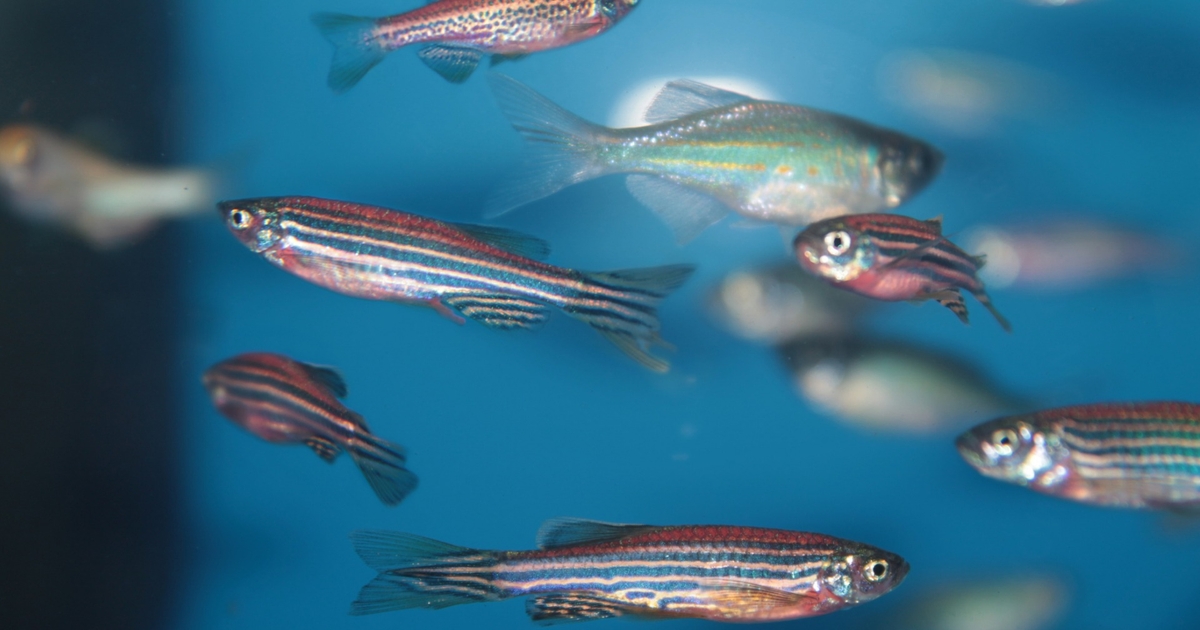 Gene Editing Using CRISPR Zebrafish as a Model System for Research