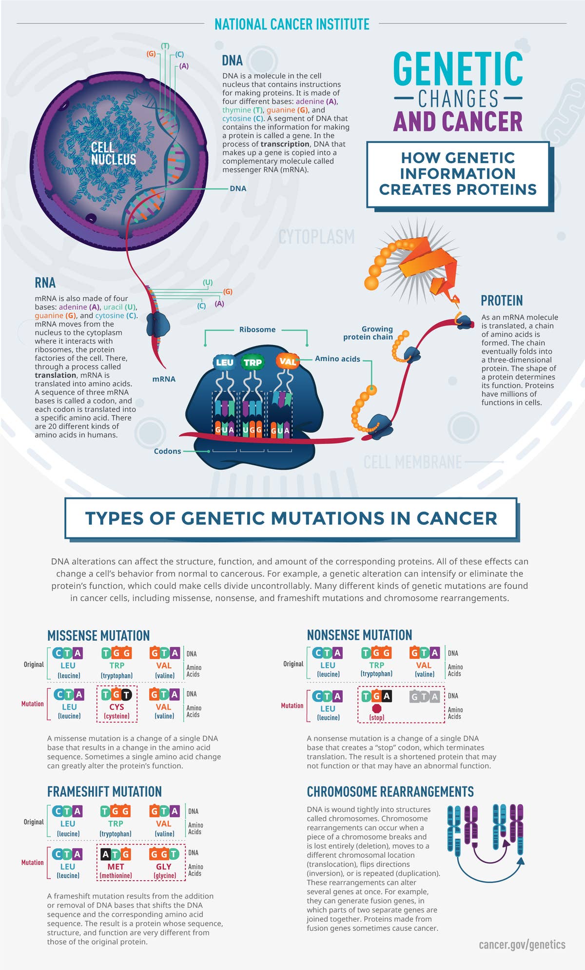 cancer mutations research paper
