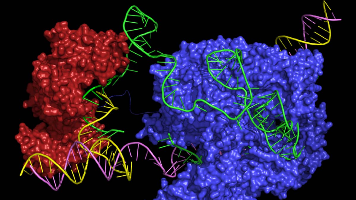 CRISPR Base Editing Explained | ABE & CBE in Gene Therapy