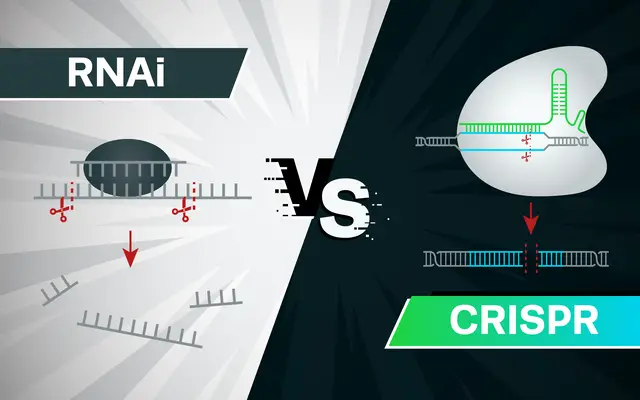CRISPR Screens: Approaches, Strategies, and Workflow