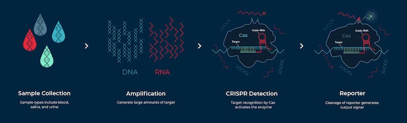 Researchers Improve Efficacy and Efficiency of CRISPR Diagnostic Technology  - UConn Today