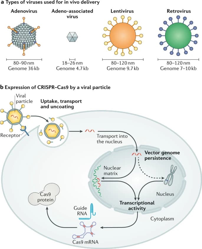 Delivery Of CRISPR-Cas9: Cargo, Vehicles, Challenges, And More