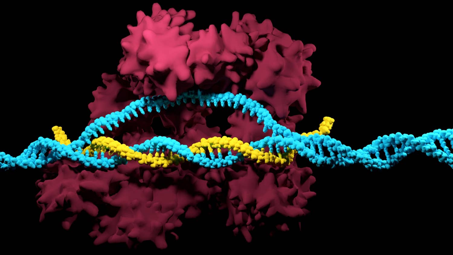 SpRY – un fel de CRISPR-Cas9 simplificat!