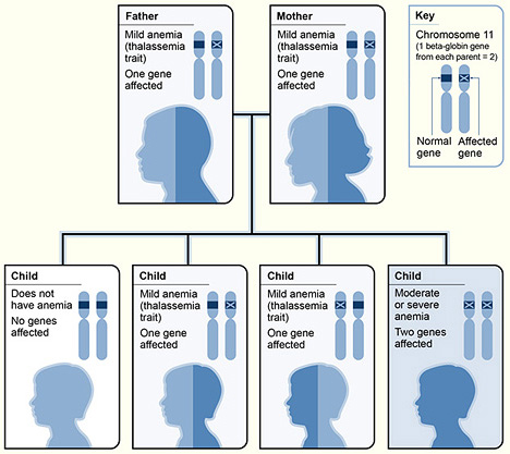 A Guide To Beta Thalassemia CRISPR Gene Therapy Is A Game Changer   Beta Thalassemias 