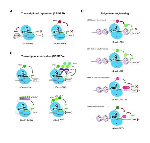 How To Choose The Right Cas9 Variant For Every CRISPR Experiment