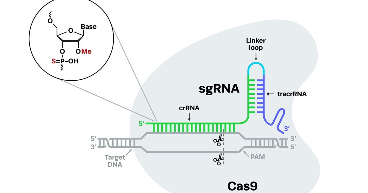 Sgrna Modification CRISPR sgRNA for Successful Gene Editing: Discovery to Clinic