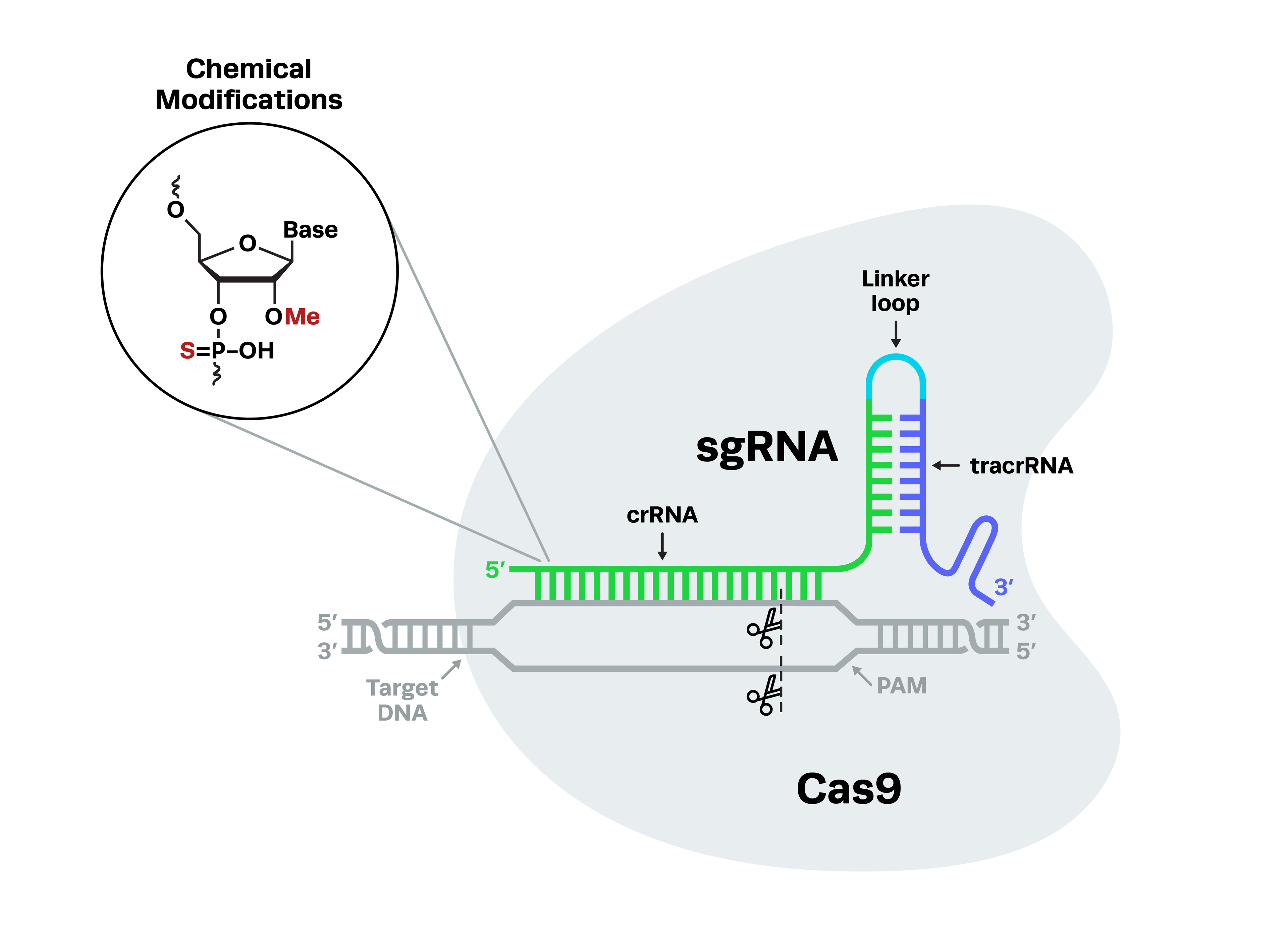 CRISPR sgRNA for Successful Gene Editing: Discovery to Clinic