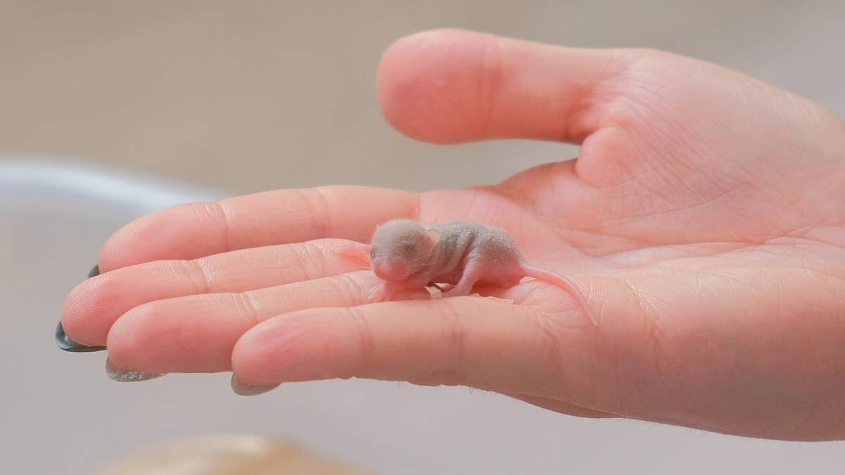 Mouse Gives Birth To 14 Babies On Camera During a Thumbnail