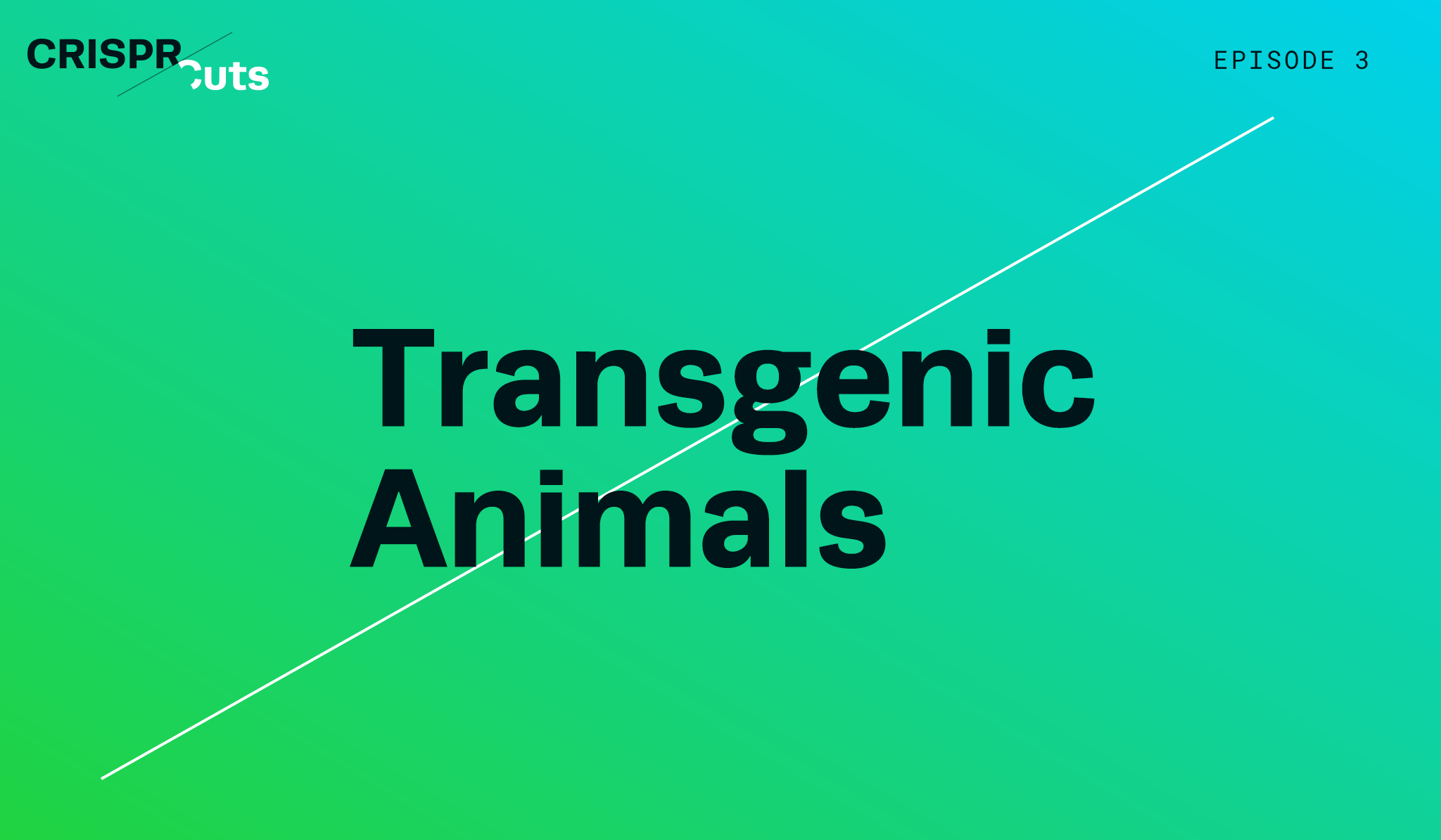 CRISPR Edited Transgenic Animals