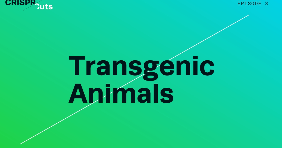 CRISPR Edited Transgenic Animals