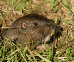 Gopher.jpg