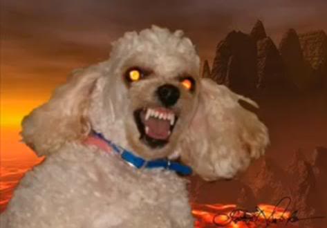 dog_zps4762ca71.jpg