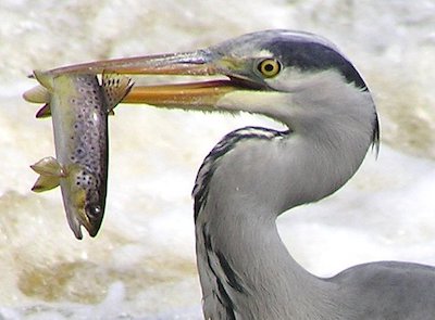 bird-with-fish.jpg