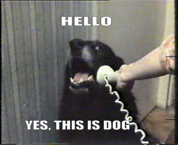 hello-dog.jpg