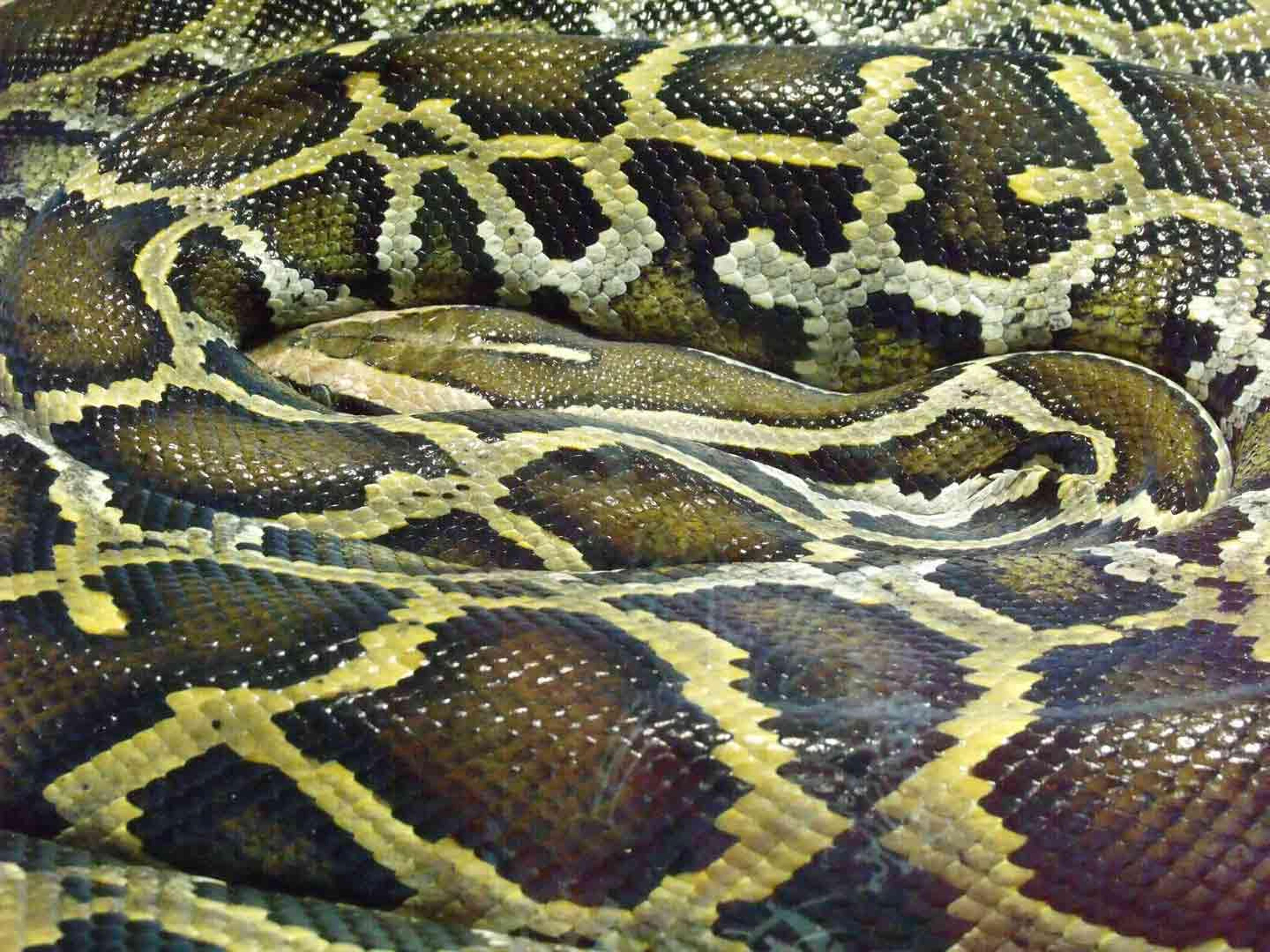 Recent Python Meterpreter Improvements