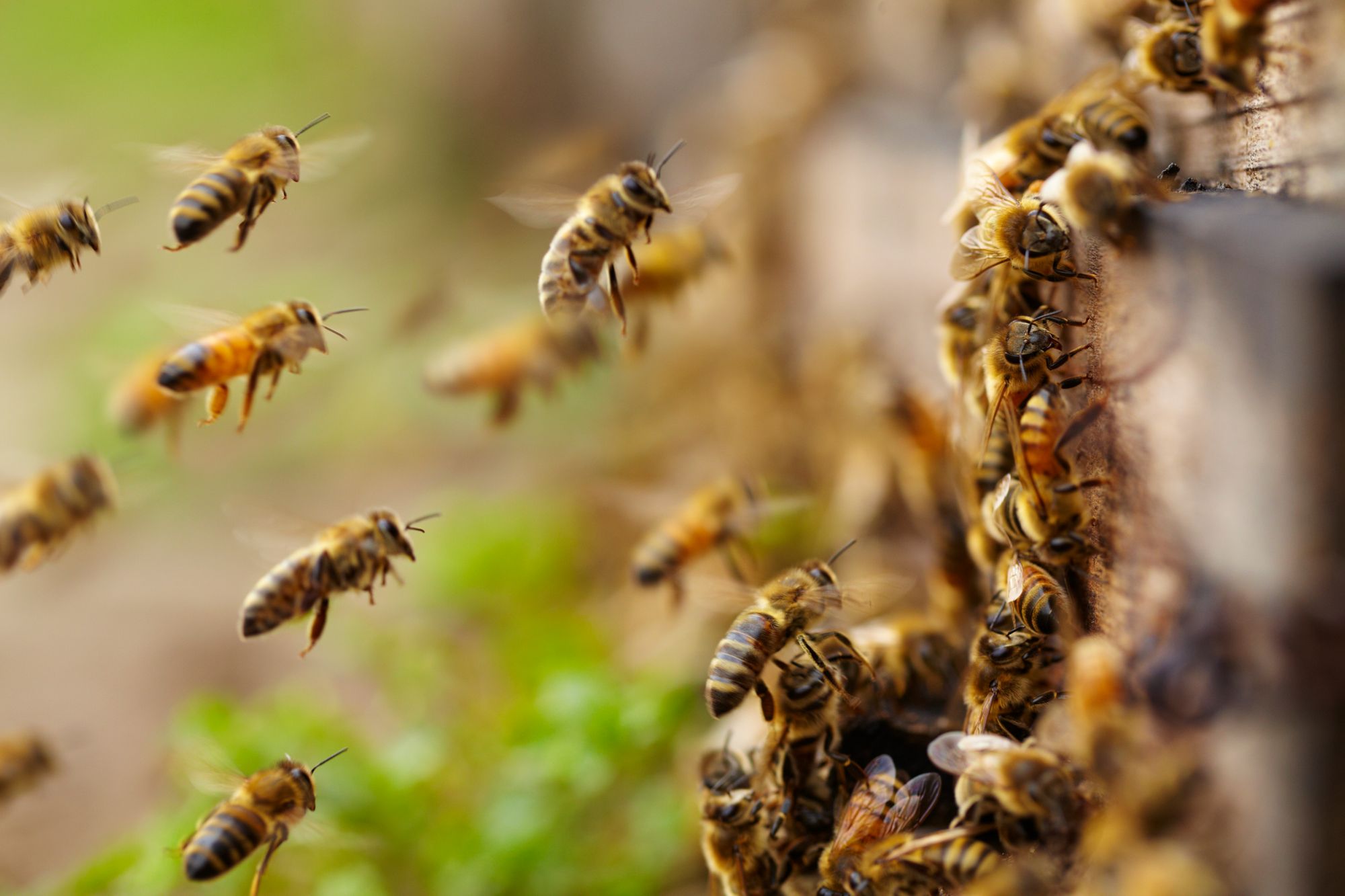 Increasing The Sting of HIVE Ransomware