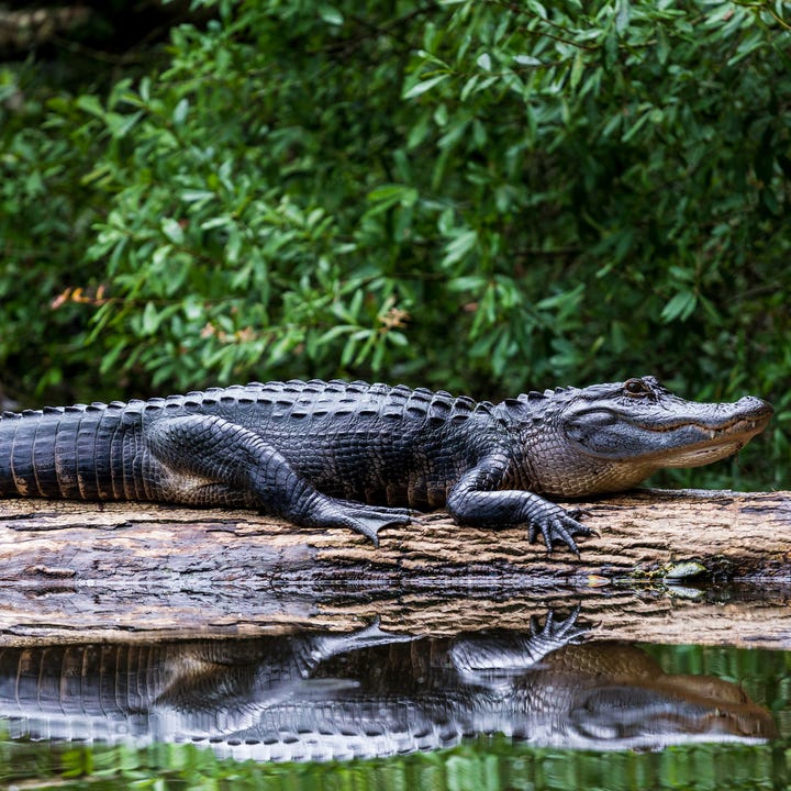 Everglades_Alligator.jpg