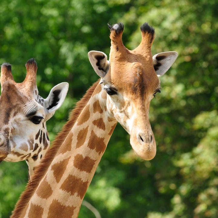 Zoo_Giraffes.jpg