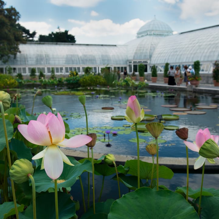 Riverdale_Bronx_Botanical_Gardens.jpg