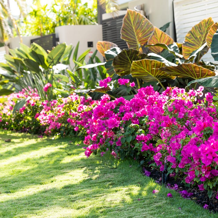 Melbourne_Florida_Tropical_Plants.jpg
