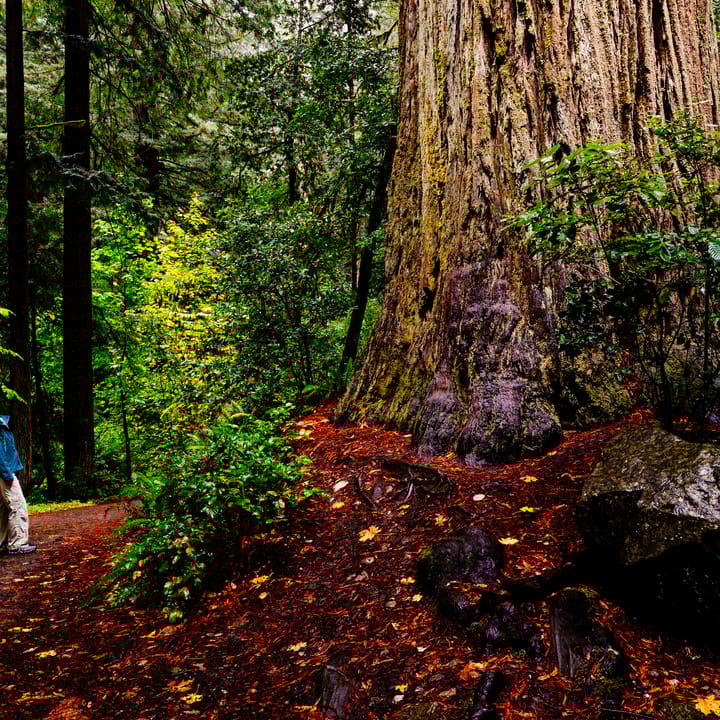 San_Francisco_Redwood_Forest_Trees.jpg