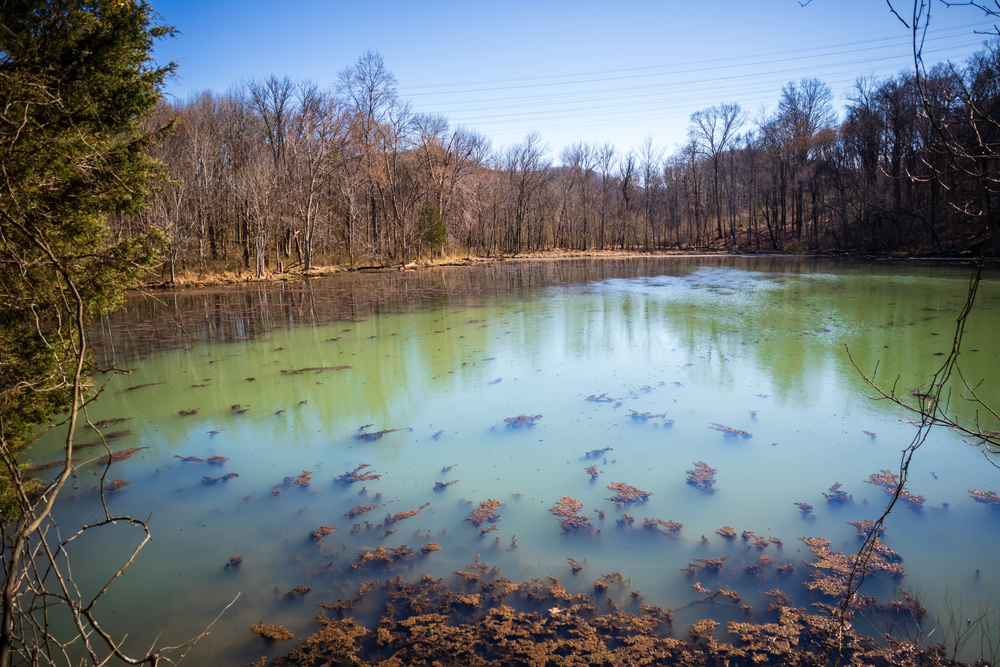 Radnor Lake State Park Serenity