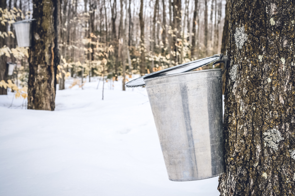 Maple Syrup Capital Heritage