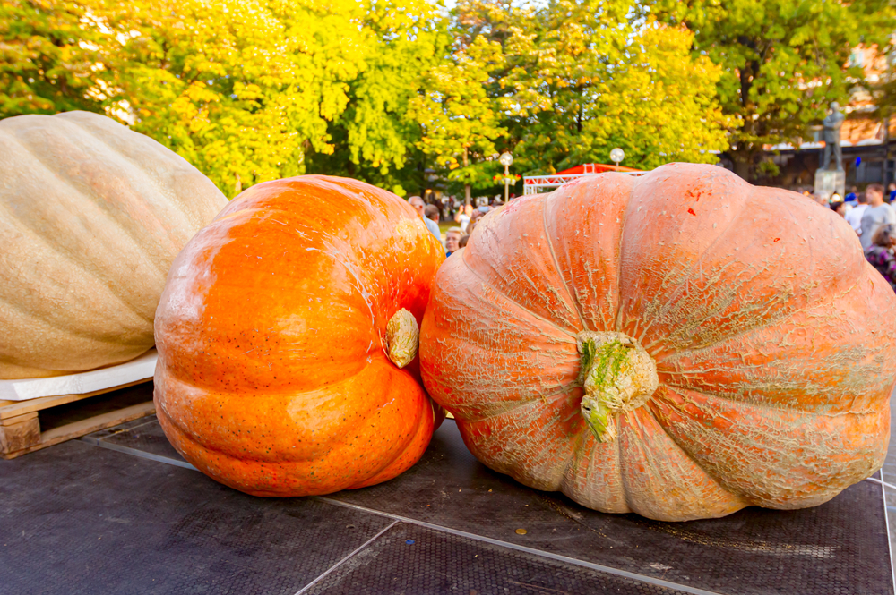 Historic Pumpkin Show Legacy