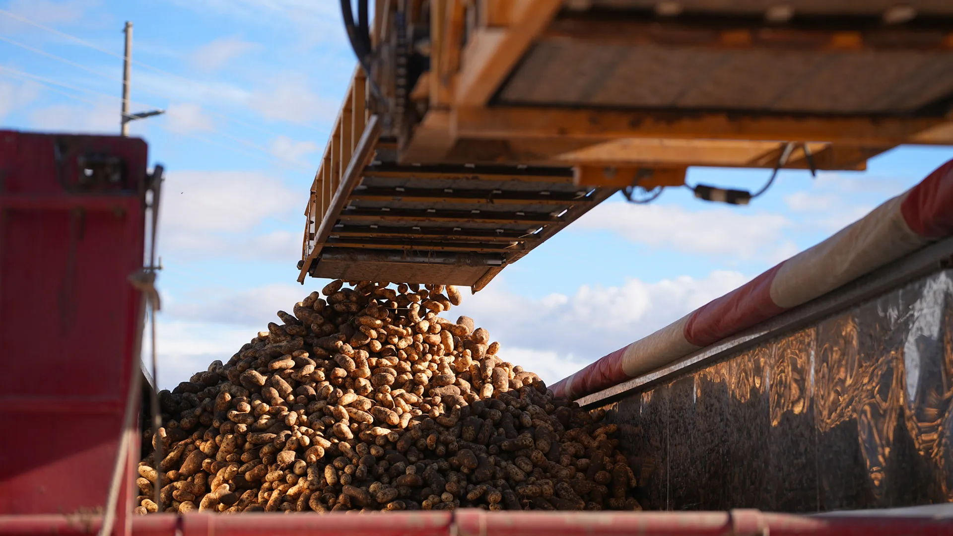 A conveyor unloads a large pile of potatoes into a truck under a blue sky.