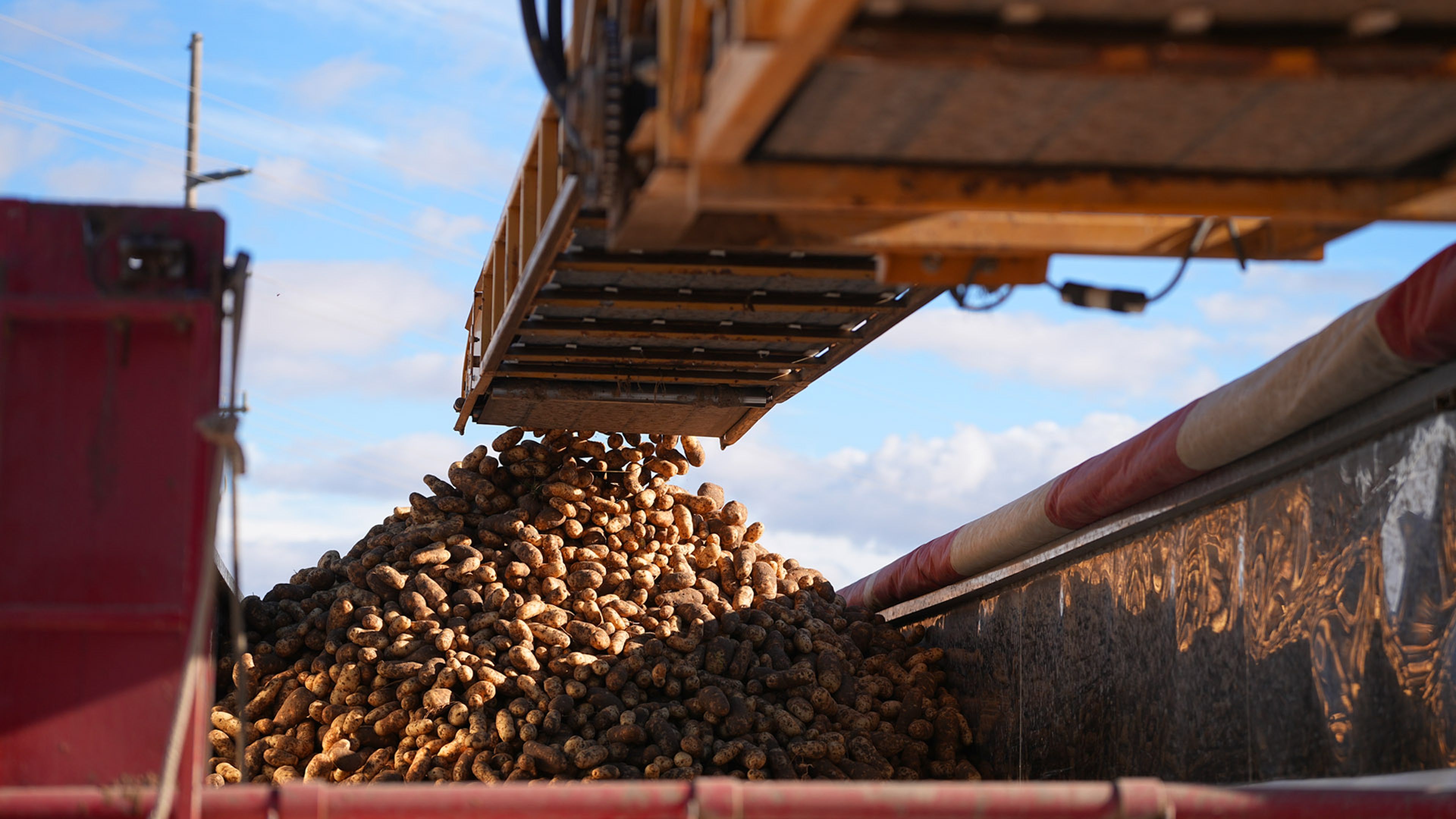 A conveyor unloads a large pile of potatoes into a truck under a blue sky.