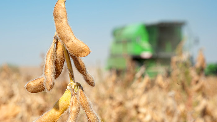 Soybeans at harvest