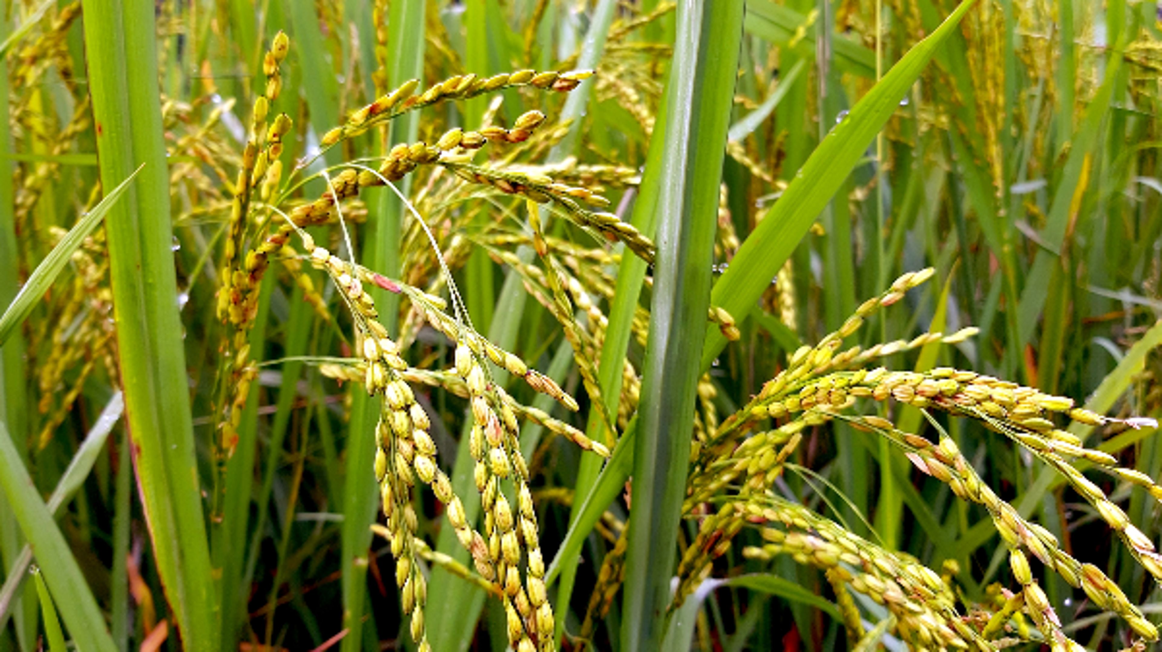 Rice plants