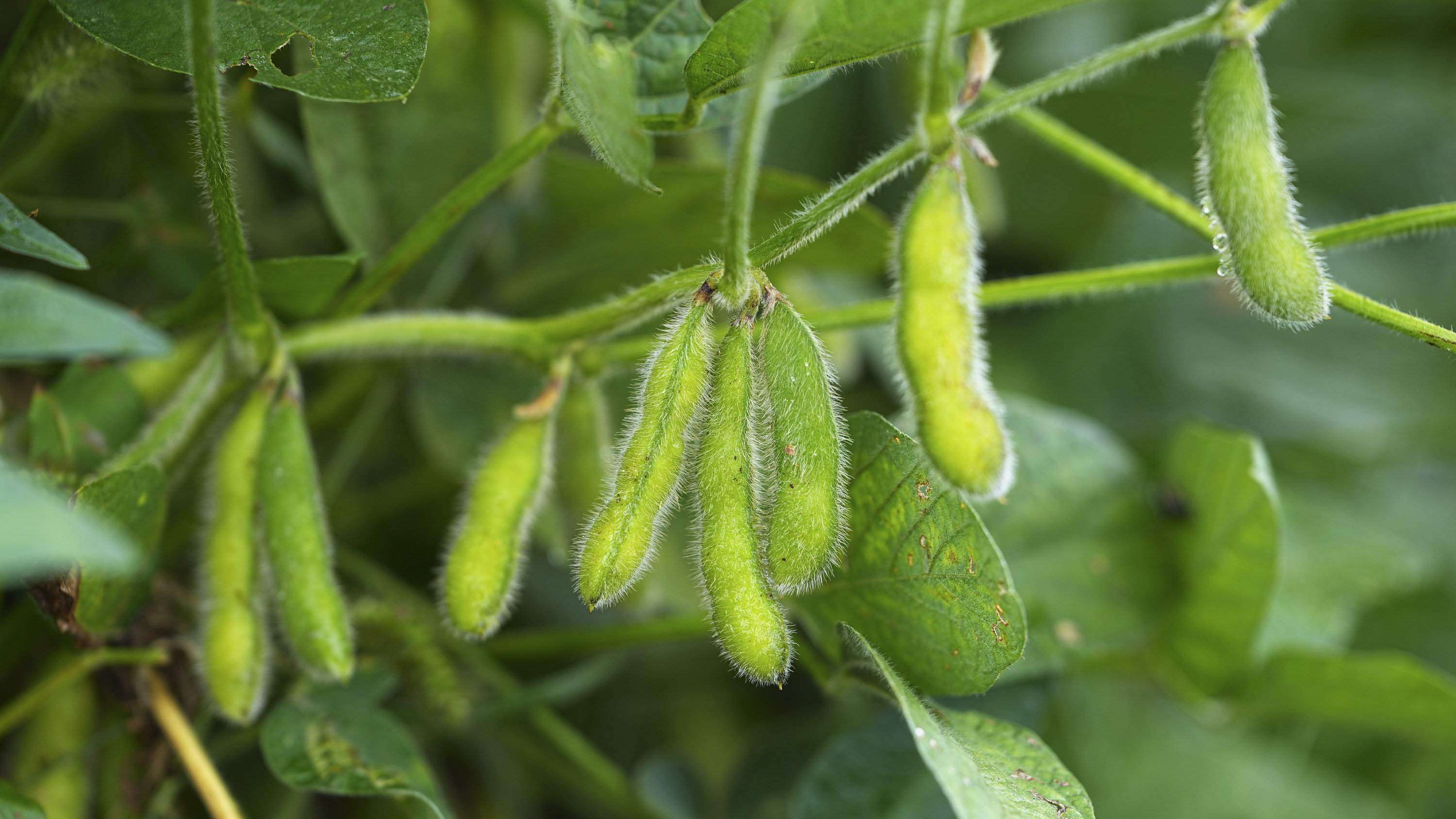 Green soybean pods growing on a plant with fuzzy texture and surrounding leaves. 