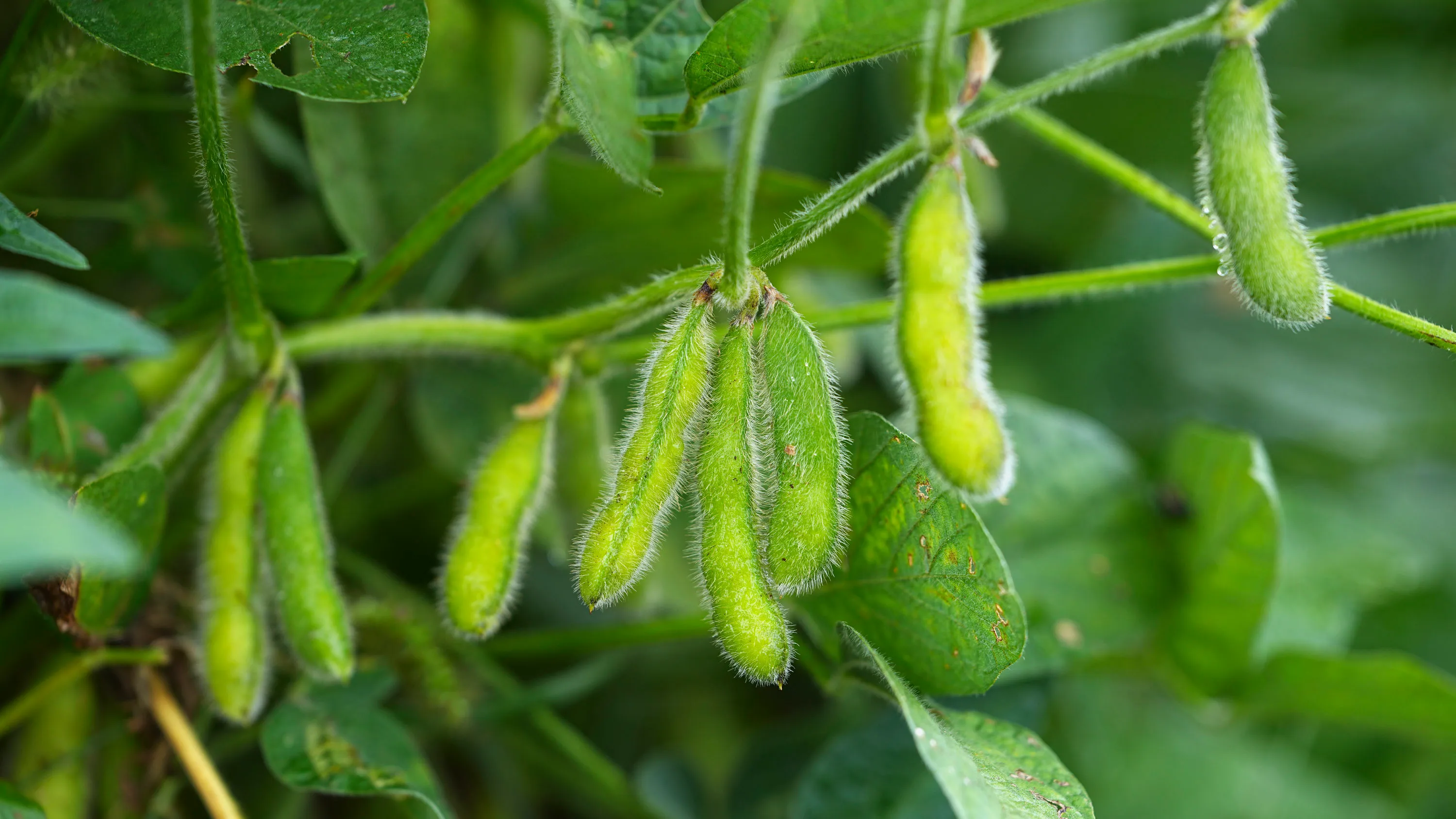 Green soybean pods growing on a plant with fuzzy texture and surrounding leaves. 