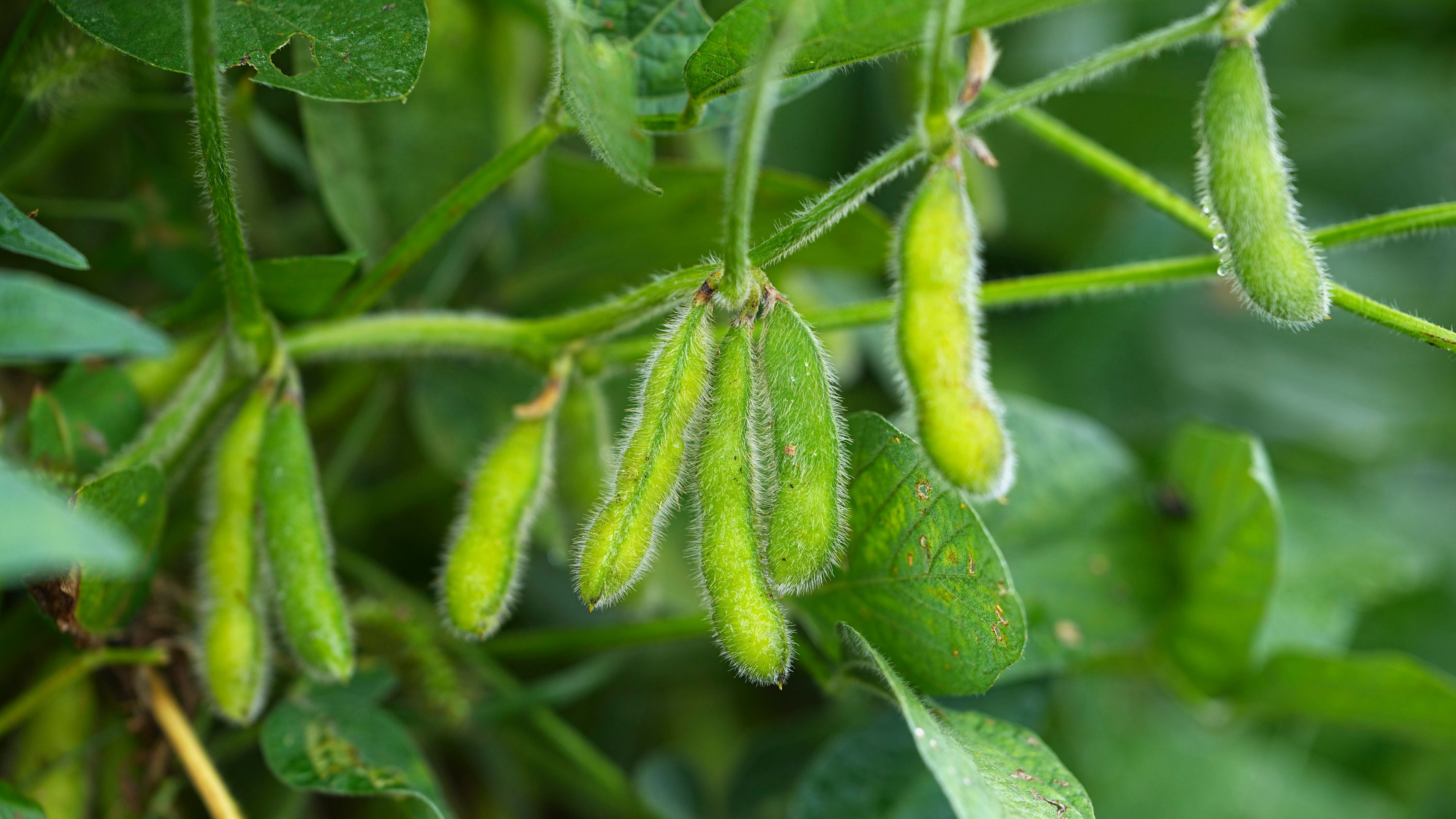 Green soybean pods growing on a plant with fuzzy texture and surrounding leaves.