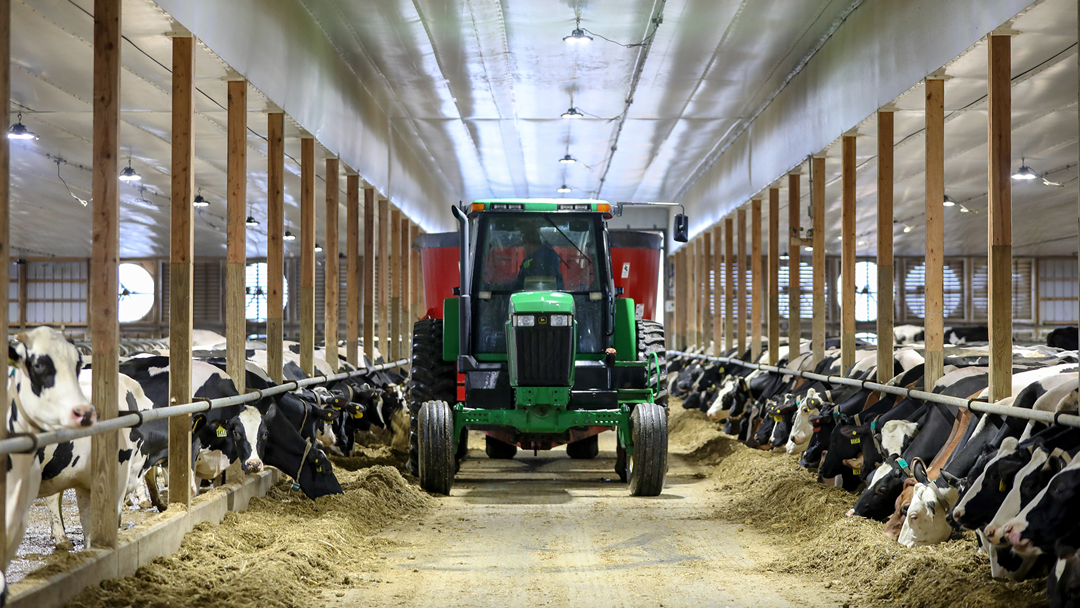 Dairy cows and tractor