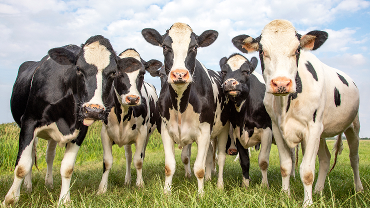 Dairy cattle